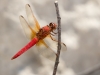 Neon Skimmer Dragonfly