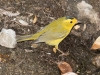 Wilson's Warbler