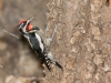 Red-naped Sapsucker