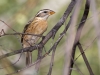 Black-headed Grosbeak