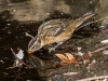 Black-headed Grosbeak