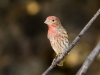 House Finch