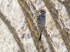 Ladder-backed Woodpecker