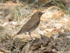 Hermit Thrush