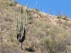 Saguaro