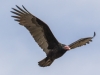 Turkey Vulture