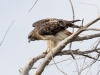 Red-tailed Hawk