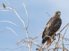 Red-tailed Hawk and Lawrence's Goldfinch