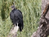 Black Vulture