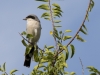 Loggerhead Shrike