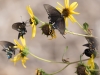 Pipevine Swallowtail