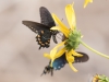 Pipevine Swallowtail