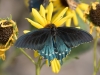 Pipevine Swallowtail