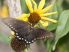 Pipevine Swallowtail