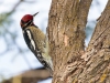 Red-naped Sapsucker