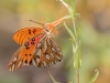 Gulf Fritillary Butterfly