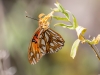 Gulf Fritillary Butterfly