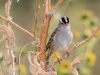 White-crowned Sparrow