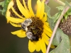 Long-horned Bees on Common Sunflower