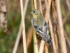 Lesser Goldfinch