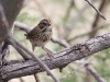 Lincoln's Sparrow