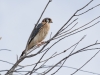 American Kestrel