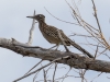 Greater Roadrunner