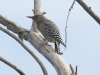 Gila Woodpecker