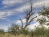 Greater Roadrunner