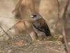 Dark-eyed Junco