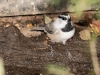 Mountain Chickadee