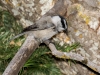 Mountain Chickadee