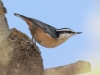 Red-breasted Nuthatch