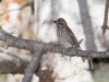 Cassin's Finch