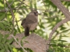 Abert's Towhee