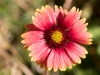 Indian Blanketflower