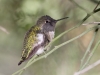 Costa's Hummingbird