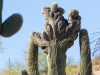 Crested Saguaro