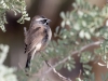 Black-throated Sparrow