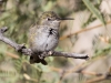 Costa's Hummingbird