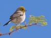 Verdin