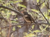 White-crowned Sparrow