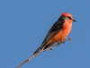 Vermilion Flycatcher