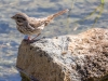 Song Sparrow