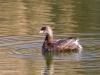 Pied-billed Grebe