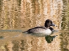 Ring-necked Duck