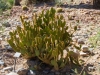 Bunny Ear Cactus