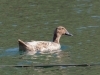 Cinnamon Teal