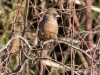 Abert's Towhee