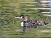 Common Loon